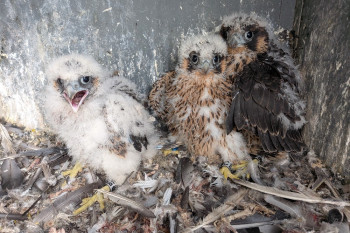 Sokolí farma Skupiny ČEZ letos vyslala do světa 22 mláďat