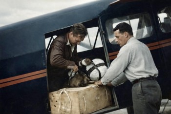 Idaho shazovalo bobry z letadel a zachránilo krajinu